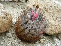 JA97 Eriosyce paucicostata ssp. floccosa.jpg