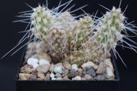 Maihueniopsis camachoi JA 160.jpg
