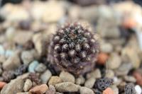 Neochilenia setosiflora JA 128.jpg