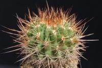 Neoporteria castanea JA 57.jpg