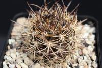 Neoporteria nigrihorrida JA 279.jpg