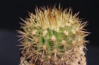 Neoporteria subgibbosa JA 56.jpg