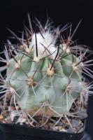 Copiapoa coquimbana KK 1.jpg