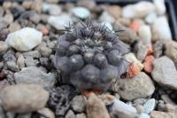 Copiapoa ferox KK 174.jpg