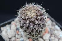 Copiapoa maritima KK 1709.jpg