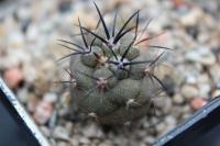 Copiapoa totoralensis KK 30.jpg