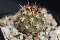 Islaya copiapoides KK 349.jpg