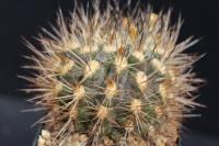Neoporteria atrispinosa KK 42.jpg