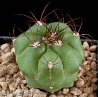 chiquitanum-KK-821.jpg
