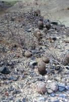 DSW2thionantum.jpg