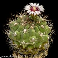 1105-pugionacanthum-(hybopleurum-Lau 503).jpg