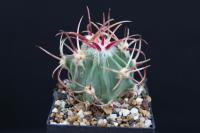 Echinocactus parryi L 1372.jpg