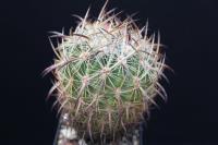 Echinomastus unguispinus v. laui L 1123.jpg
