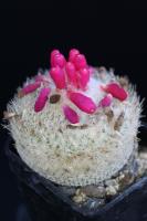 Epithelantha micromeris L 737.jpg