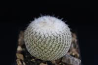 Epithelantha micromeris v. unguispina L 1022.jpg