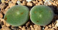C_ernstii_ssp_ernstii_EVJ_8512_2011-10-02.JPG