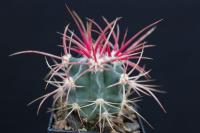 Echinocactus polycephalus LZ 023.jpg