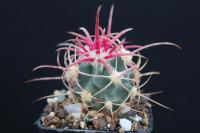 Echinocactus polycephalus LZ 896.jpg