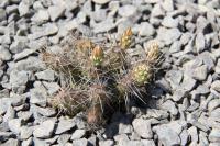 Opuntia fragilis LZ 364.jpg