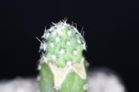Sclerocactus wrightiae LZ 178.jpg