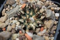 Ariocarpus kotschoubeyanus v. macdowellii MMR 11.4.jpg