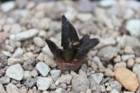 Ariocarpus scaphirostris MMR 15.jpg