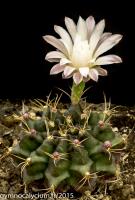 696-anisitsii-ssp-damsii-GH 95-254-436.jpg