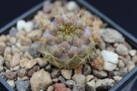 Copiapoa ahremephiana  OLV 33.jpg