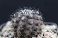 Copiapoa atacamensis OLV 41.jpg
