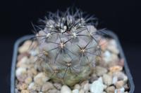 Copiapoa calderana OLV 12.jpg