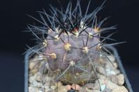 Copiapoa calderana OLV 88.jpg