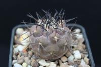 Copiapoa cinerea OLV 27.jpg