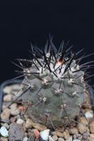 Copiapoa cinerea OLV 29.jpg