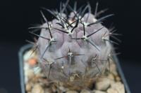 Copiapoa cinerea OLV 30.jpg