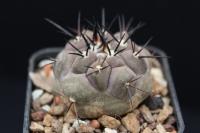 Copiapoa cinerea OLV 74.jpg