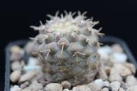 Copiapoa columna-alba OLV 21.jpg