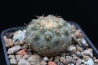 Copiapoa columna-alba OLV 83.jpg
