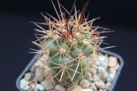 Copiapoa coquimbana OLV 93.jpg