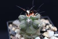 Copiapoa coquimbana v. wagenknechtii OLV 44.jpg