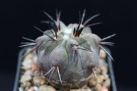 Copiapoa dealbata OLV 56.jpg