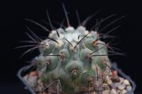 Copiapoa dealbata OLV 57.jpg