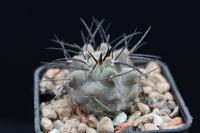 Copiapoa dealbata OLV 92.jpg