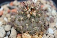 Copiapoa desertorum OLV 59.jpg