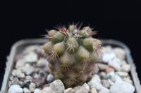 Copiapoa fiedleriana OLV 52.jpg