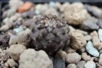 Copiapoa leonensis OLV 58.jpg