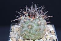 Copiapoa longistaminea OLV 38.jpg