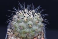 Copiapoa longistaminea OLV 40.jpg
