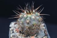 Copiapoa marginata OLV 86.jpg