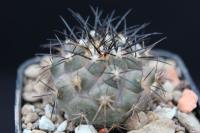 Copiapoa megarhiza OLV 89.jpg