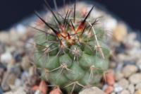 Copiapoa rupestris OLV 63.jpg